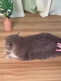 Pet Steam Spray Grooming Brush for Cat & Dog Hair Deshedding